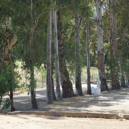 캠프장 International